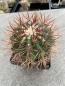 Preview: Ferocactus stainesii